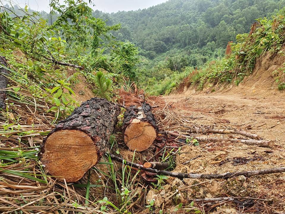 An ninh - Hình sự - Đề nghị công an vào cuộc điều tra vụ phá rừng phòng hộ cách trụ sở 2km (Hình 3).