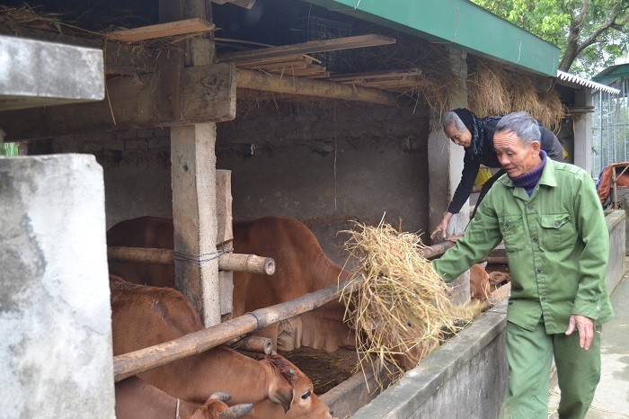 Dân sinh - Người dân khốn khổ do trâu bò chết rét trước Tết Nguyên đán (Hình 5).