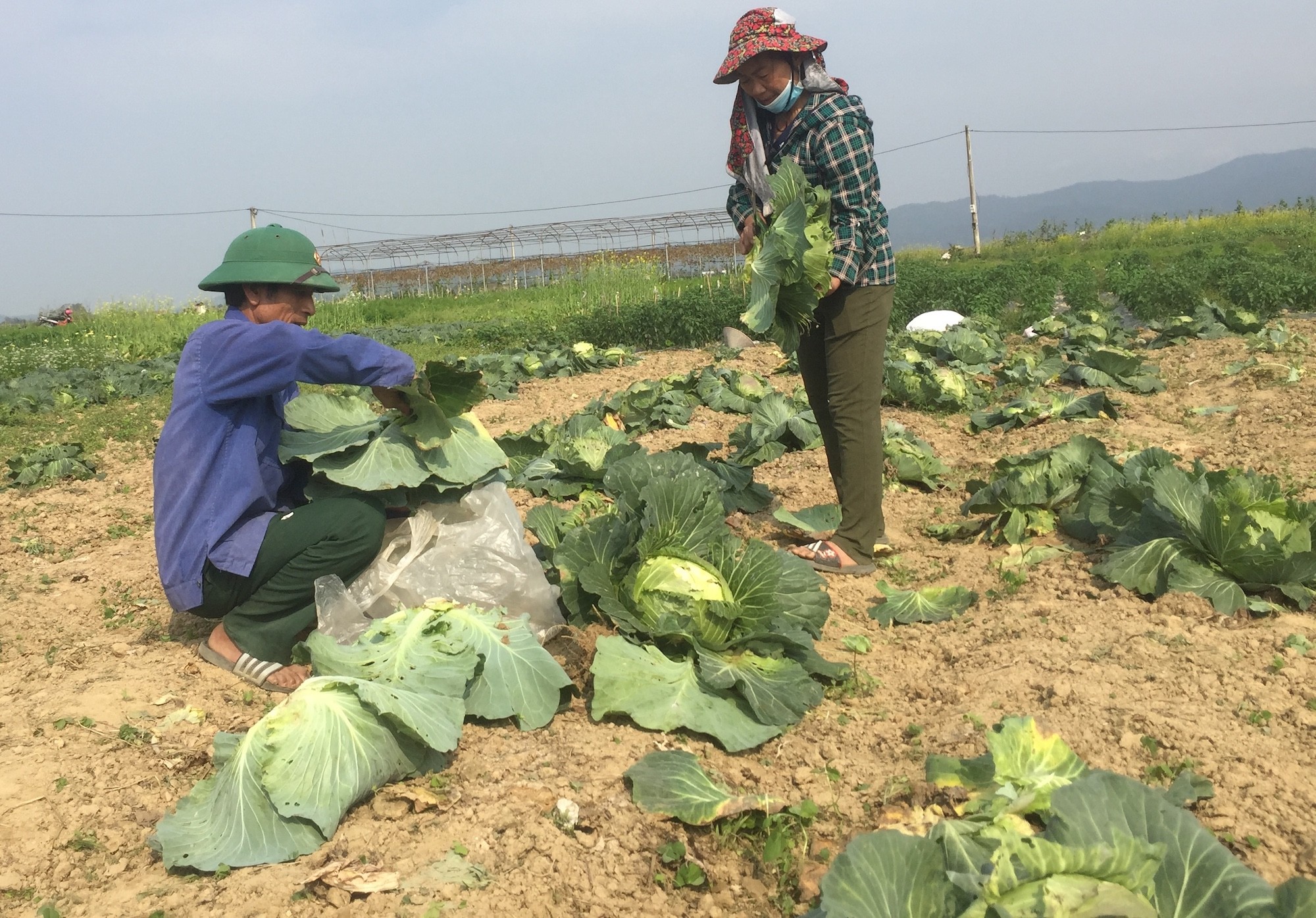 Tiêu dùng & Dư luận - Giá rau quá rẻ mạt người dân xót xa chặt bỏ ngay tại ruộng (Hình 6).