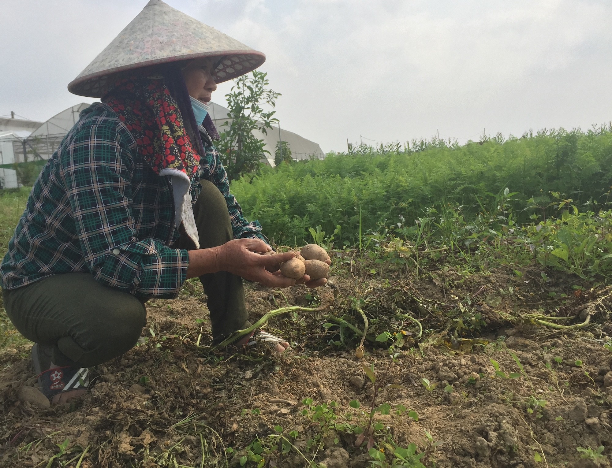 Tiêu dùng & Dư luận - Giá rau quá rẻ mạt người dân xót xa chặt bỏ ngay tại ruộng (Hình 8).