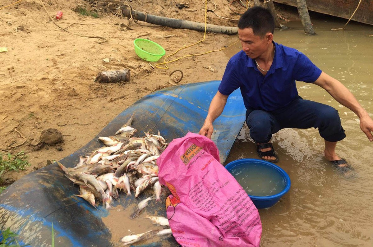 Môi trường - Nghệ An: Hé lộ nguyên nhân cá chết trắng xóa trên sông  (Hình 2).