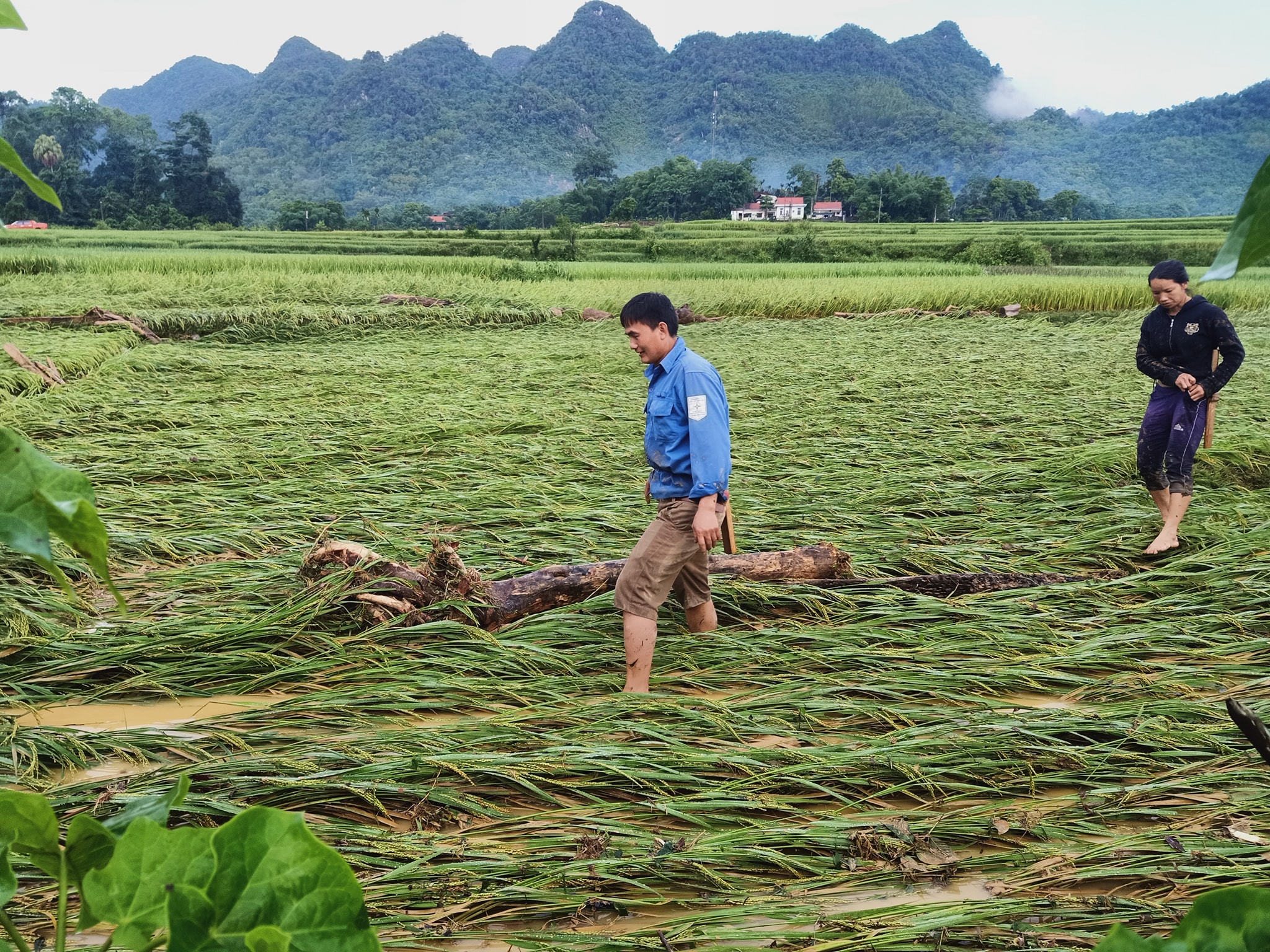 Dân sinh - Nghệ An: Mưa lớn gây sạt lở cầu cống, hư hỏng nhà dân (Hình 6).