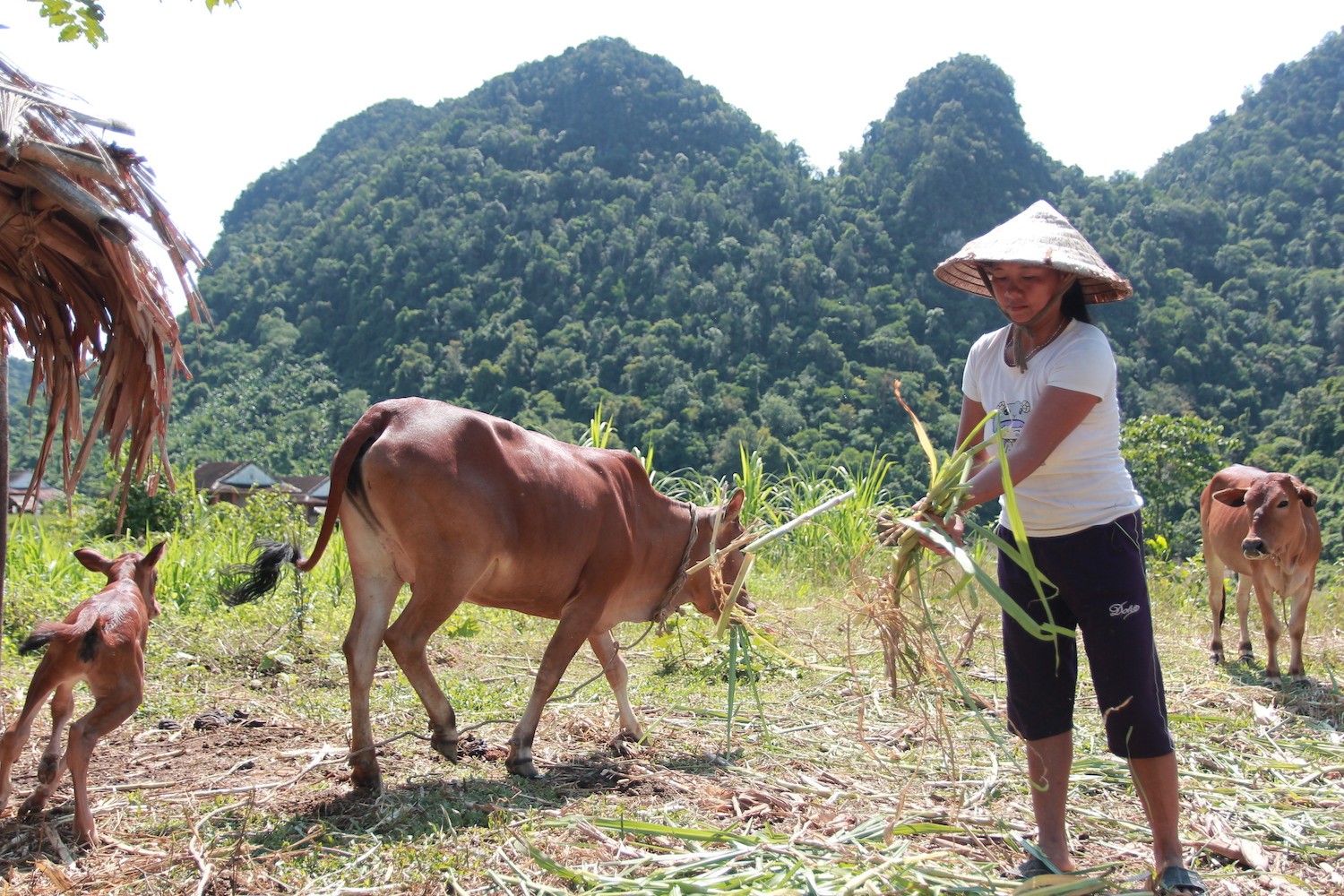 Sự kiện - Người Đan Lai sẵn sàng cho ngày hội của toàn dân (Hình 3).