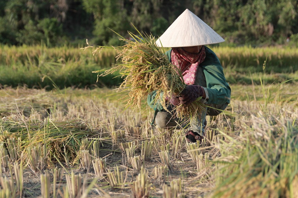 Dân sinh - Đẹp mê hồn “mùa vàng” trên ruộng bậc thang ở vùng cao Nghệ An (Hình 6).