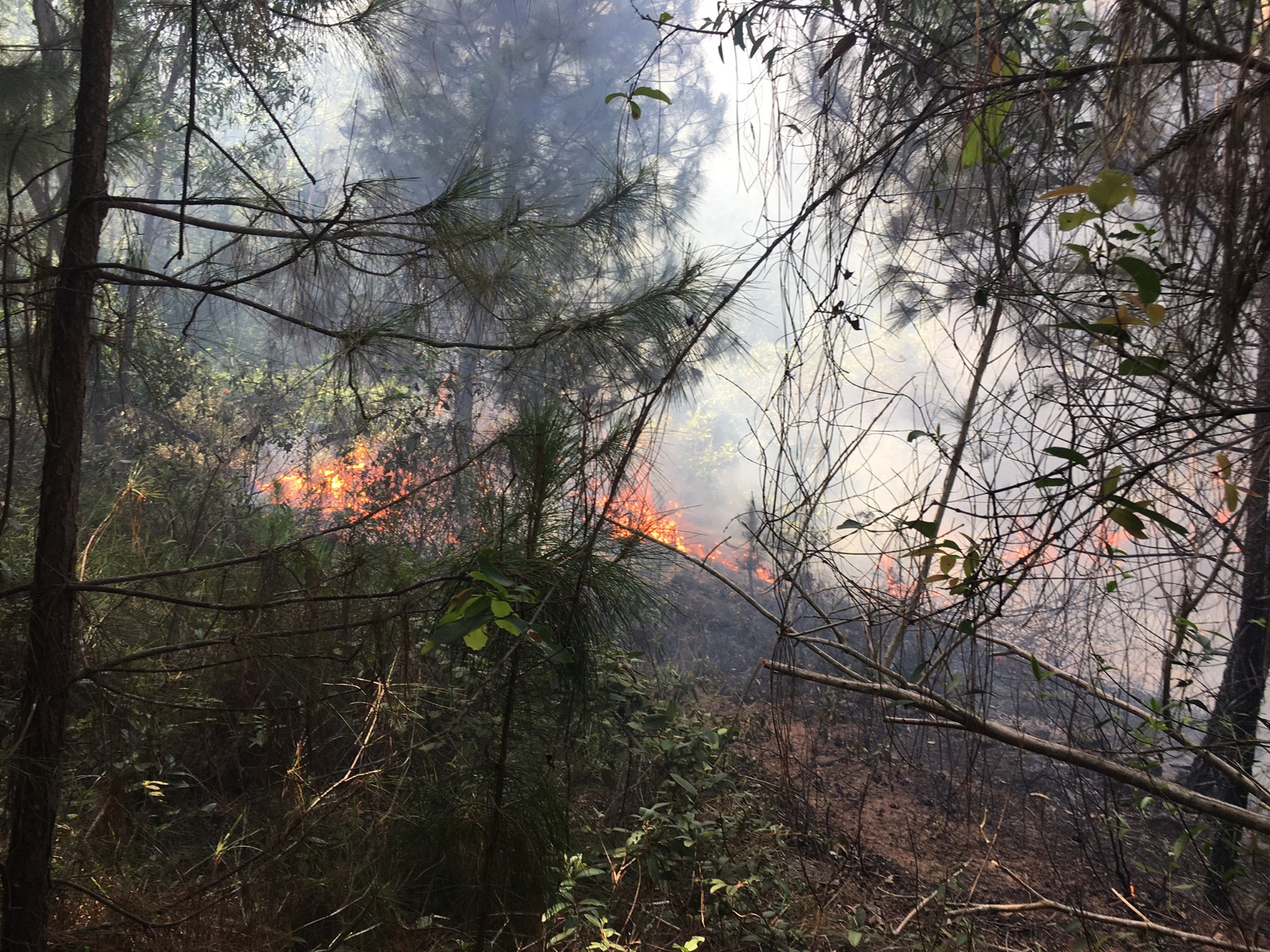 Dân sinh - Hàng trăm người đội nắng chữa cháy rừng ở Nghệ An