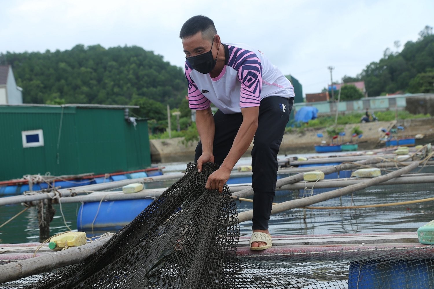 Dân sinh - Hàng trăm tấn cá lồng bè “nghẽn” đầu ra do dịch Covid-19 (Hình 4).