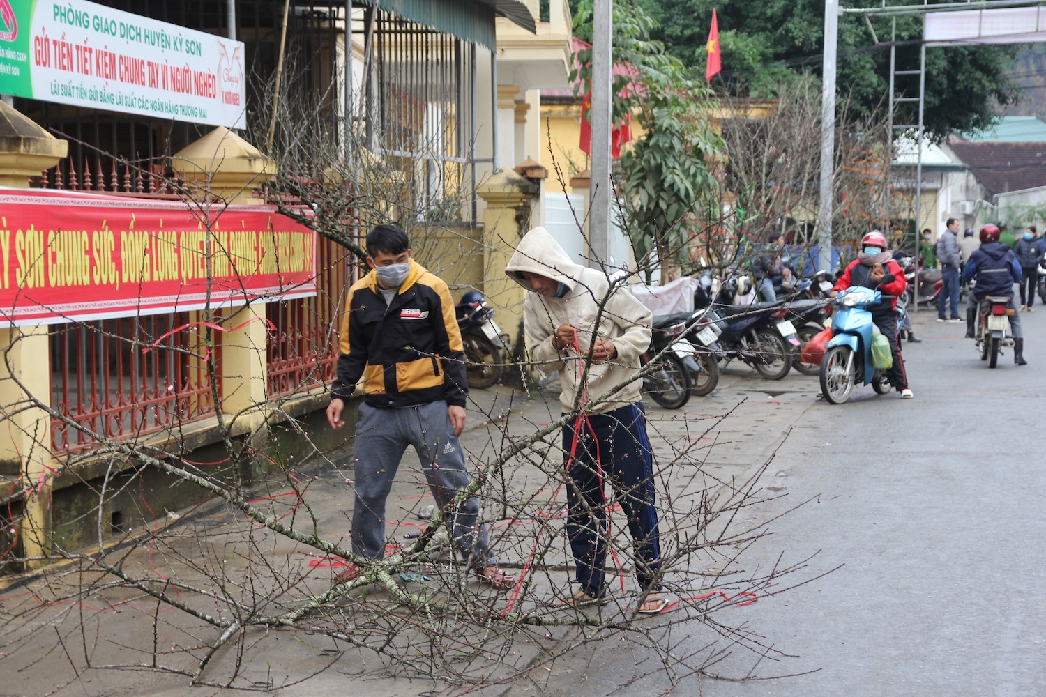 Dân sinh - Đào đá khan hiếm, thương lái bỏ hàng chục triệu vẫn không có hàng mua (Hình 6).