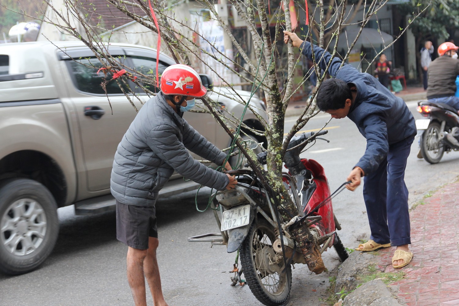 Dân sinh - Đào đá khan hiếm, thương lái bỏ hàng chục triệu vẫn không có hàng mua (Hình 8).