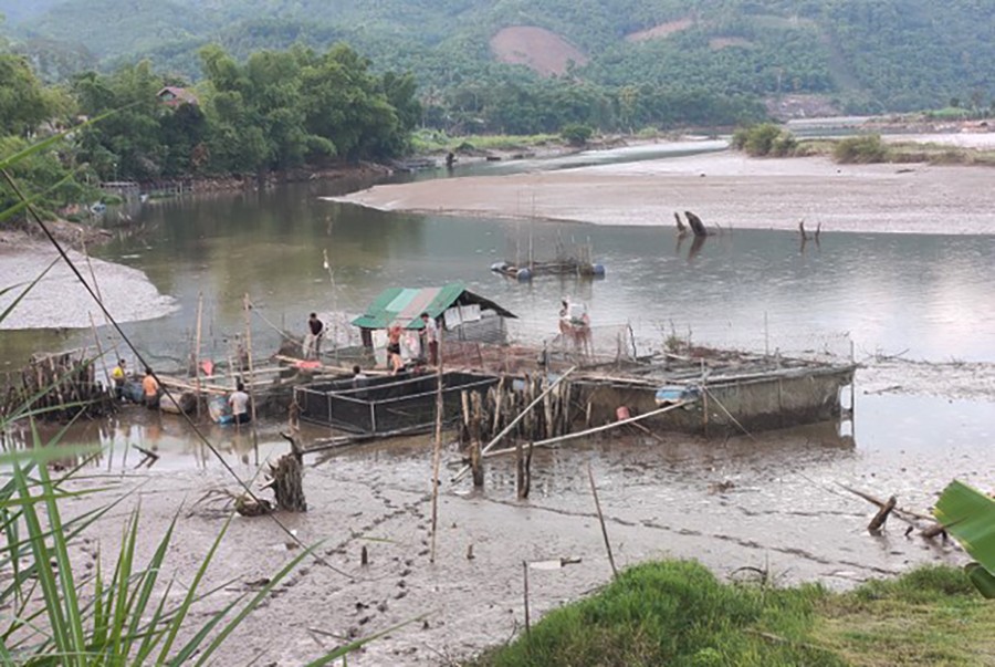 Dân sinh - Người dân lao đao khi hàng trăm kg cá lồng chết hàng loạt