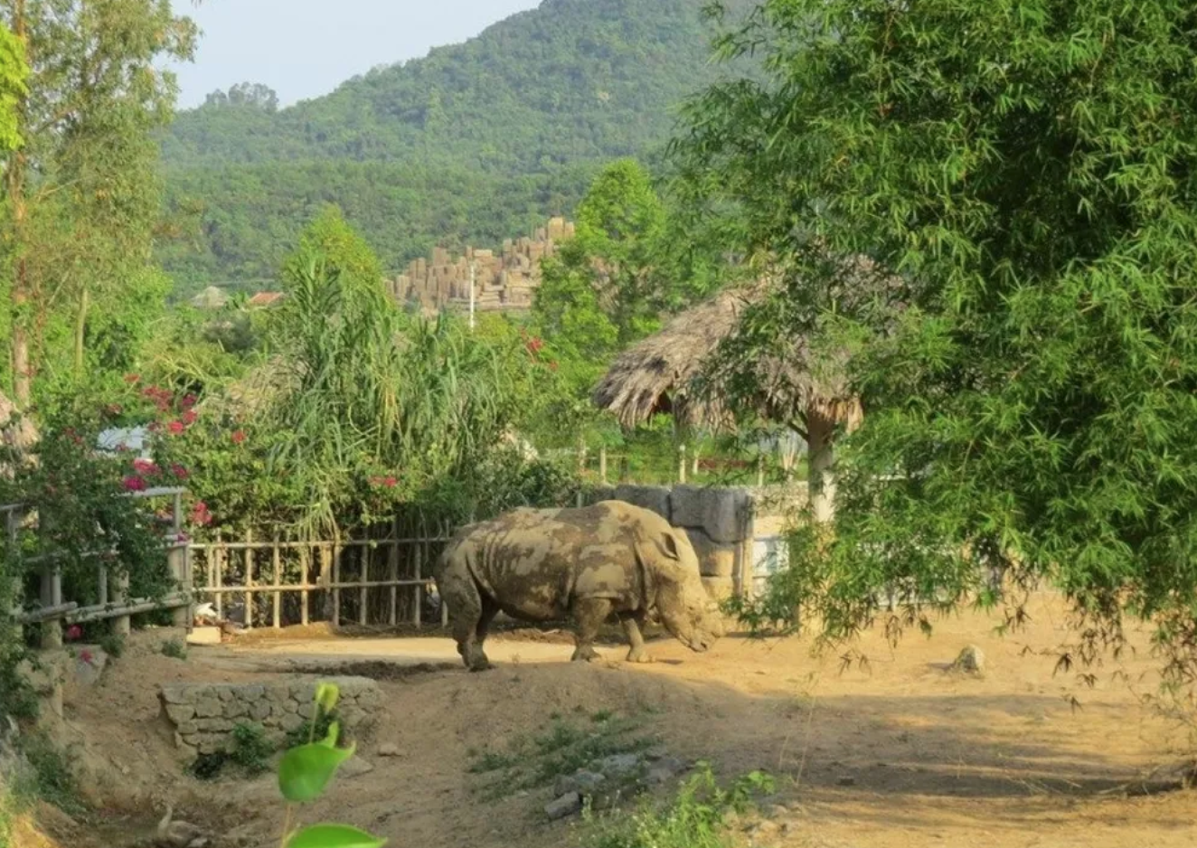 Dân sinh - Nghệ An: Điều tra nguyên nhân 6 con tê giác chết tại khu sinh thái