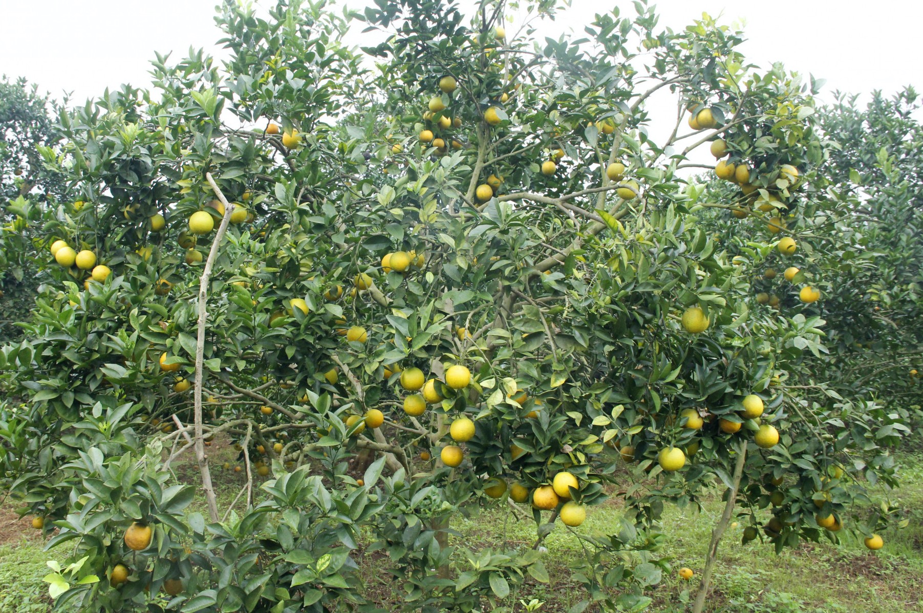 Tiêu dùng & Dư luận - Nghệ An: Cam Vinh “trúng giá”, nhiều người dân chờ bán dịp Tết (Hình 3).