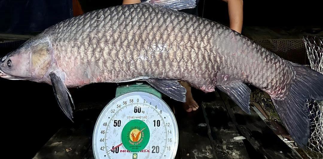 Dân sinh - Nghệ An: Cần thủ câu được cá trắm đen nặng 40kg