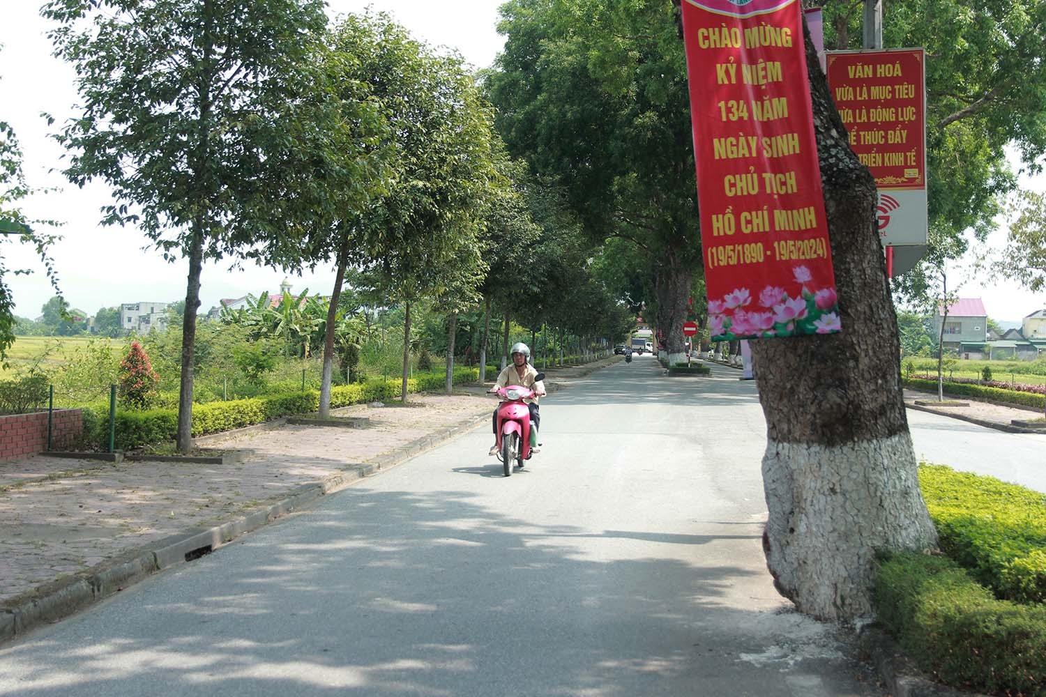 Tiêu điểm - Chiêm ngưỡng hàng cây xà cừ cổ thụ trên quê hương Bác (Hình 9).