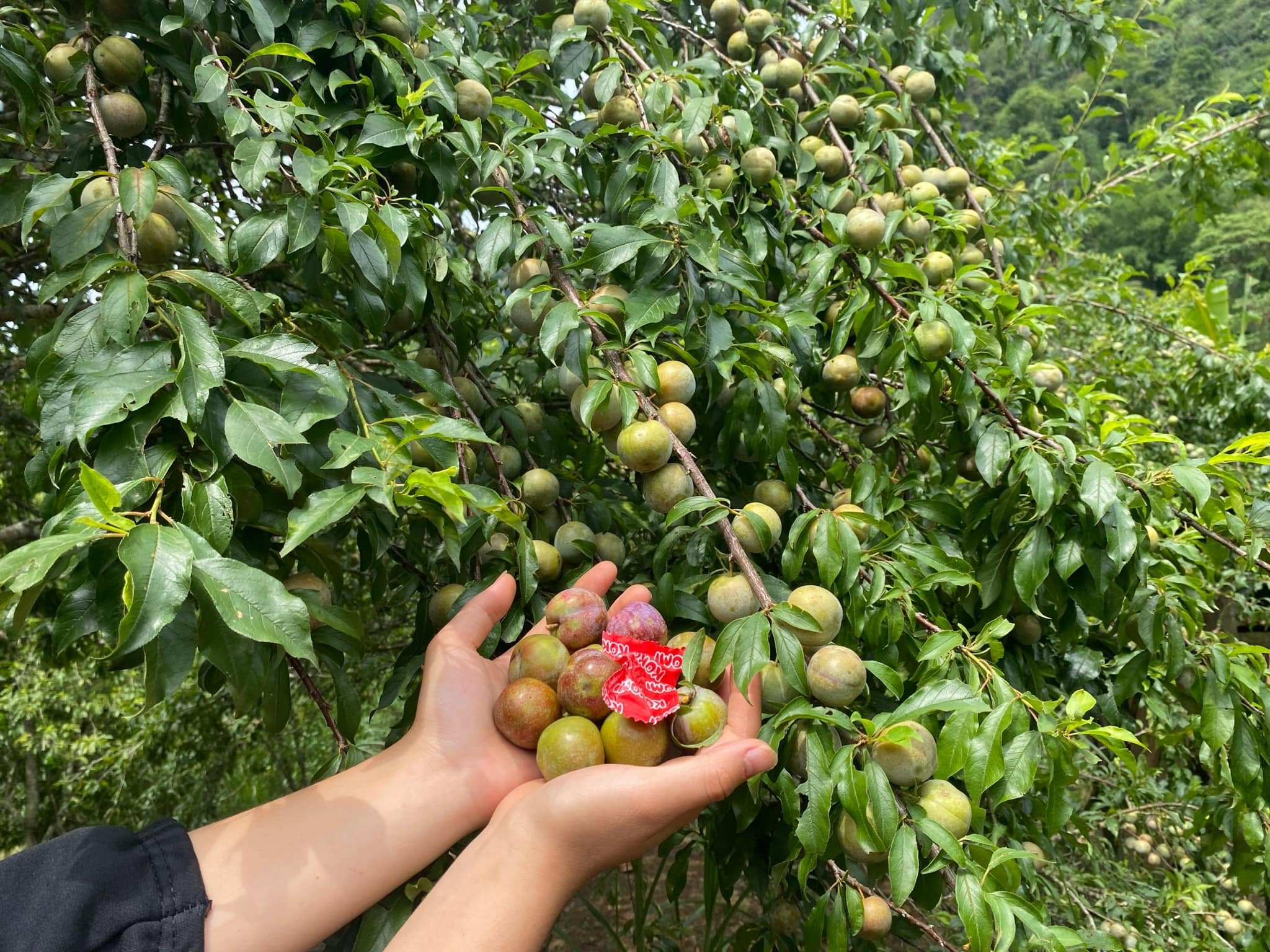 Dân sinh - Phát huy nội lực của đồng bào dân tộc thiểu số để giảm nghèo bền vững (1) (Hình 3).