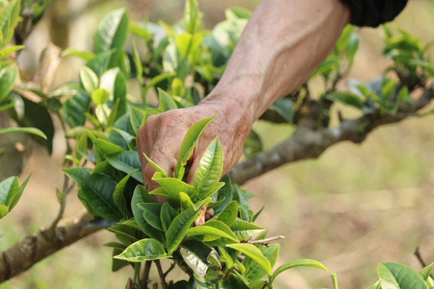 Dân sinh - Phát huy nội lực của đồng bào dân tộc thiểu số để giảm nghèo bền vững (2) (Hình 4).