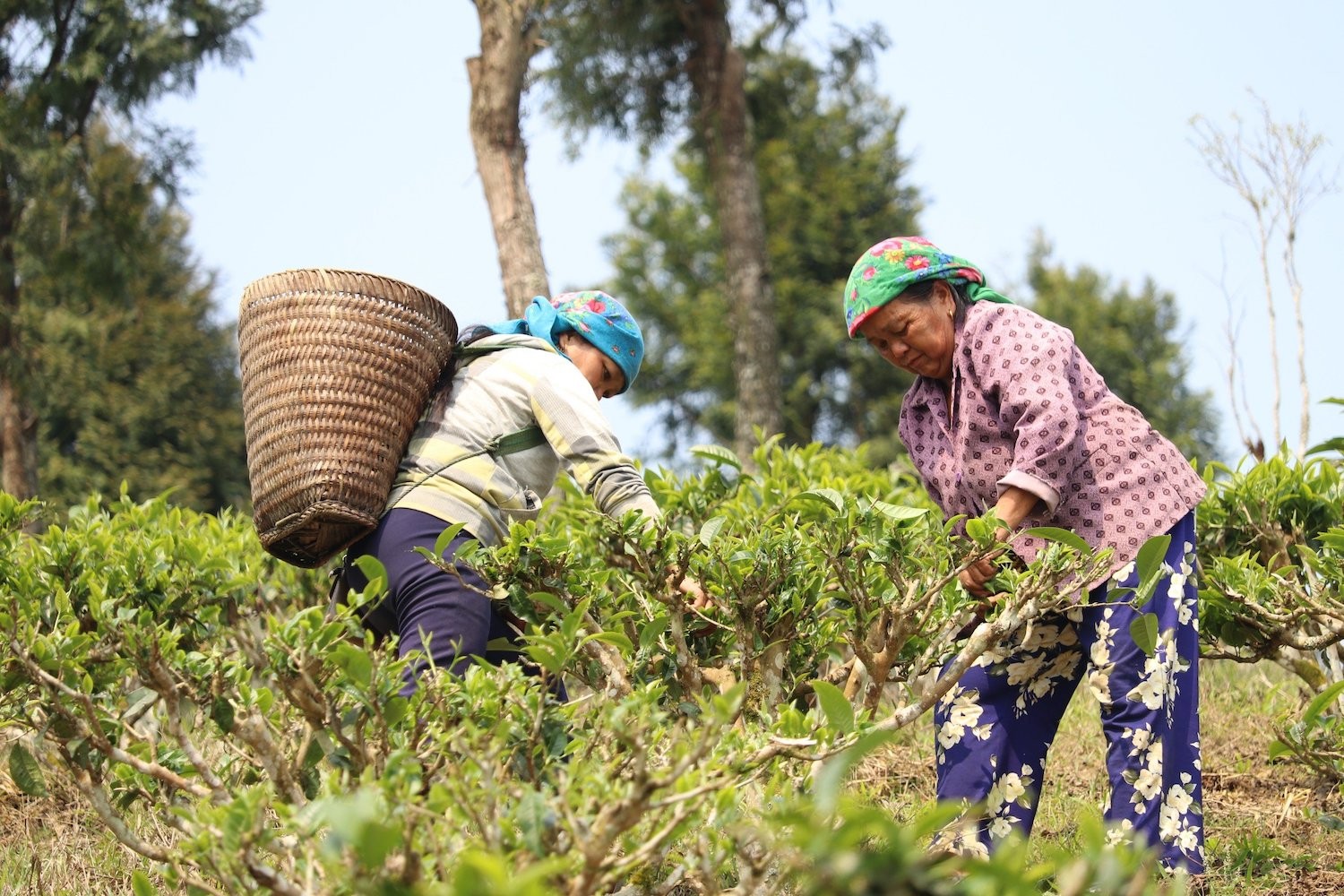 Dân sinh - Phát huy nội lực của đồng bào dân tộc thiểu số để giảm nghèo bền vững (2) (Hình 3).