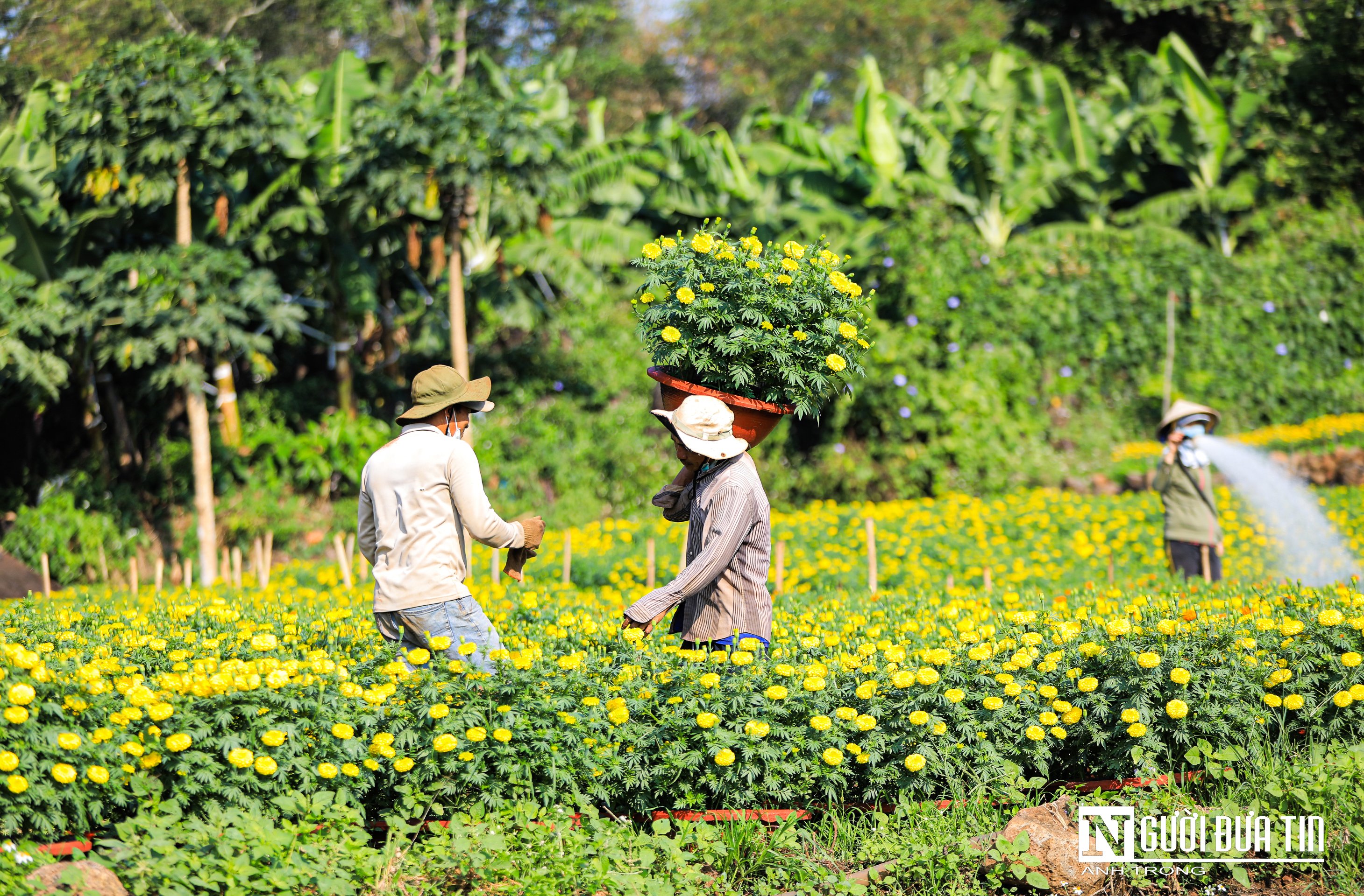 Văn hoá - Sắc xuân vàng rực trên làng hoa Bốt Đỏ ở Đồng Nai (Hình 12).