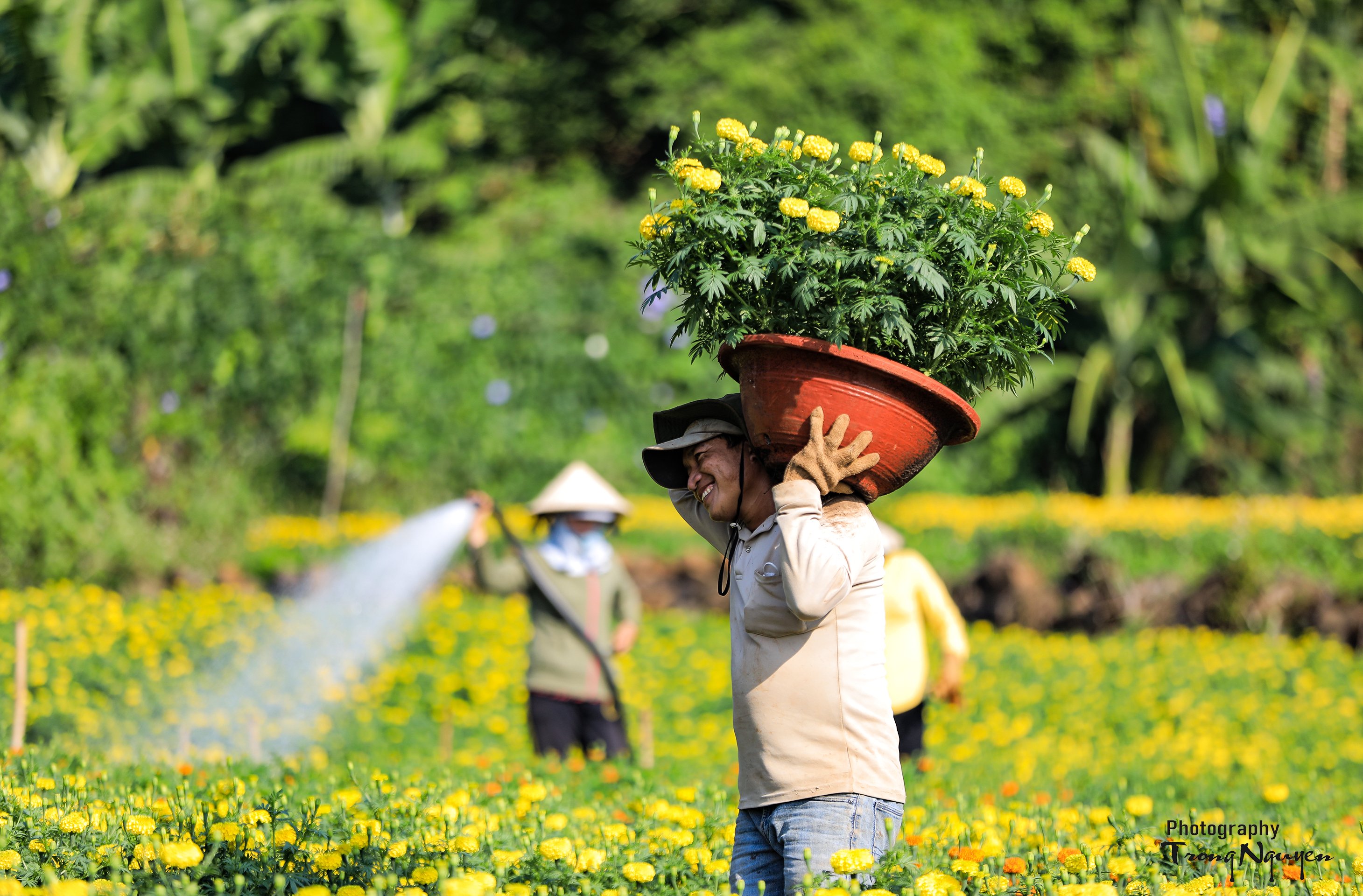 Văn hoá - Sắc xuân vàng rực trên làng hoa Bốt Đỏ ở Đồng Nai (Hình 11).