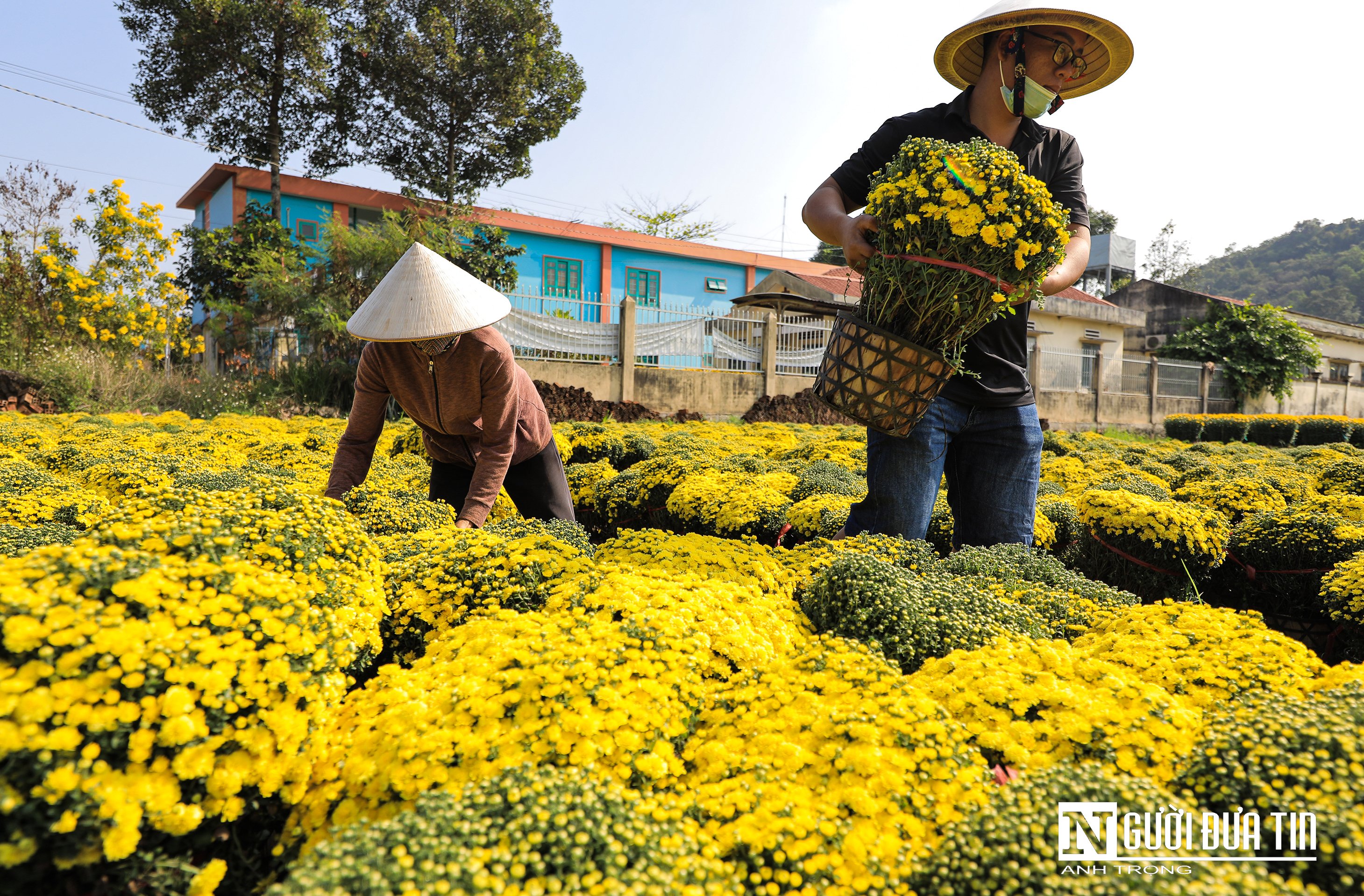 Văn hoá - Sắc xuân vàng rực trên làng hoa Bốt Đỏ ở Đồng Nai (Hình 8).