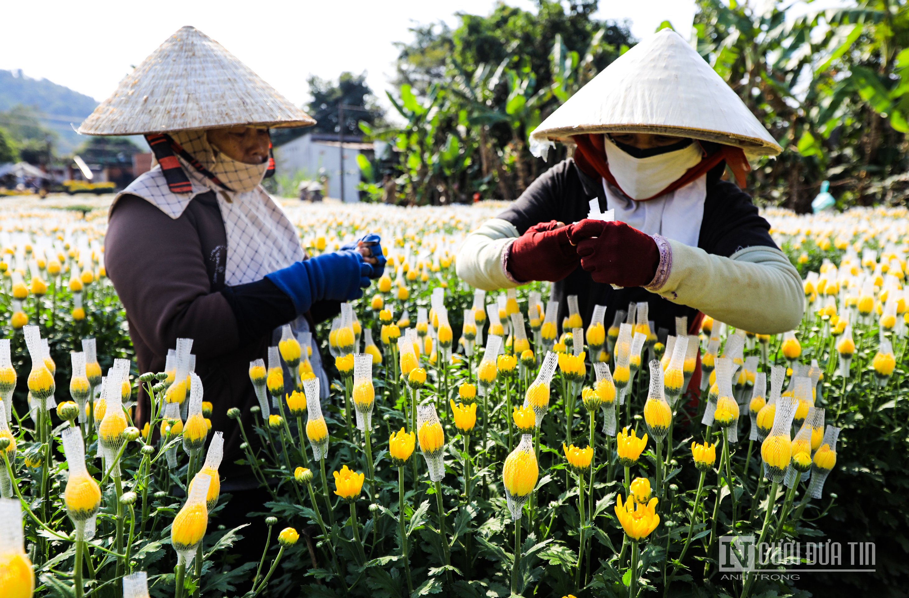 Văn hoá - Sắc xuân vàng rực trên làng hoa Bốt Đỏ ở Đồng Nai (Hình 6).