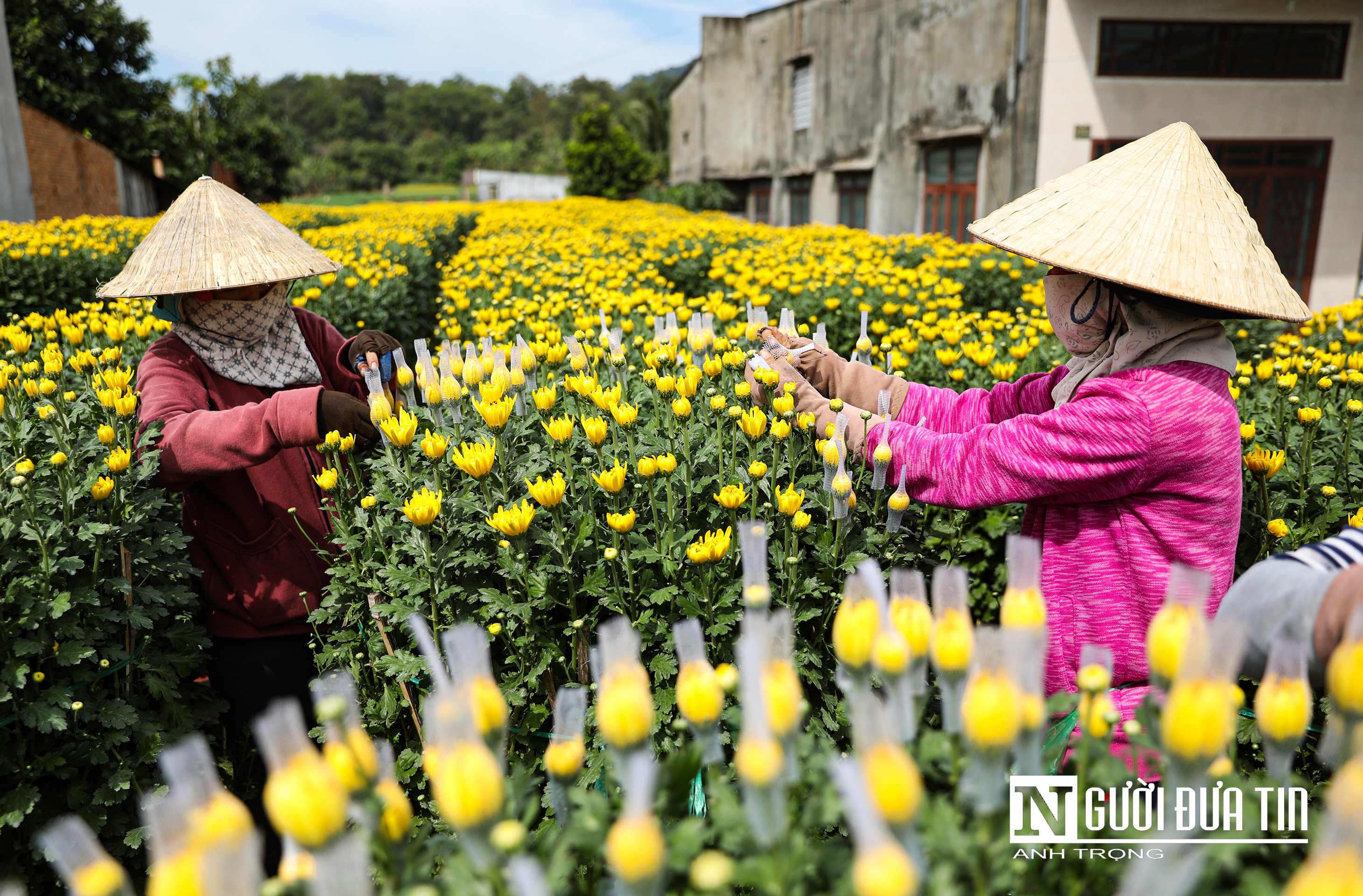 Văn hoá - Sắc xuân vàng rực trên làng hoa Bốt Đỏ ở Đồng Nai (Hình 5).