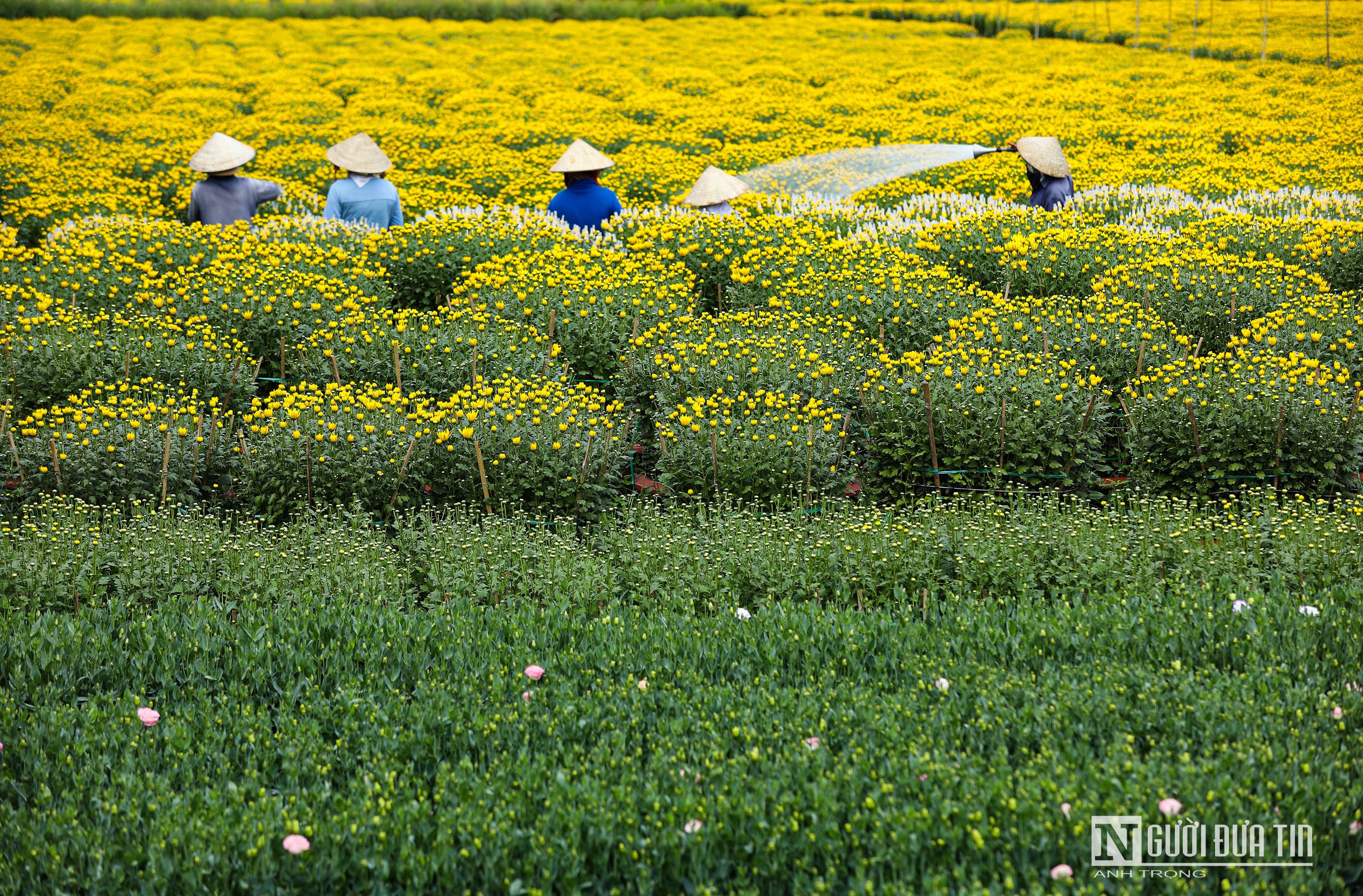 Văn hoá - Sắc xuân vàng rực trên làng hoa Bốt Đỏ ở Đồng Nai (Hình 4).