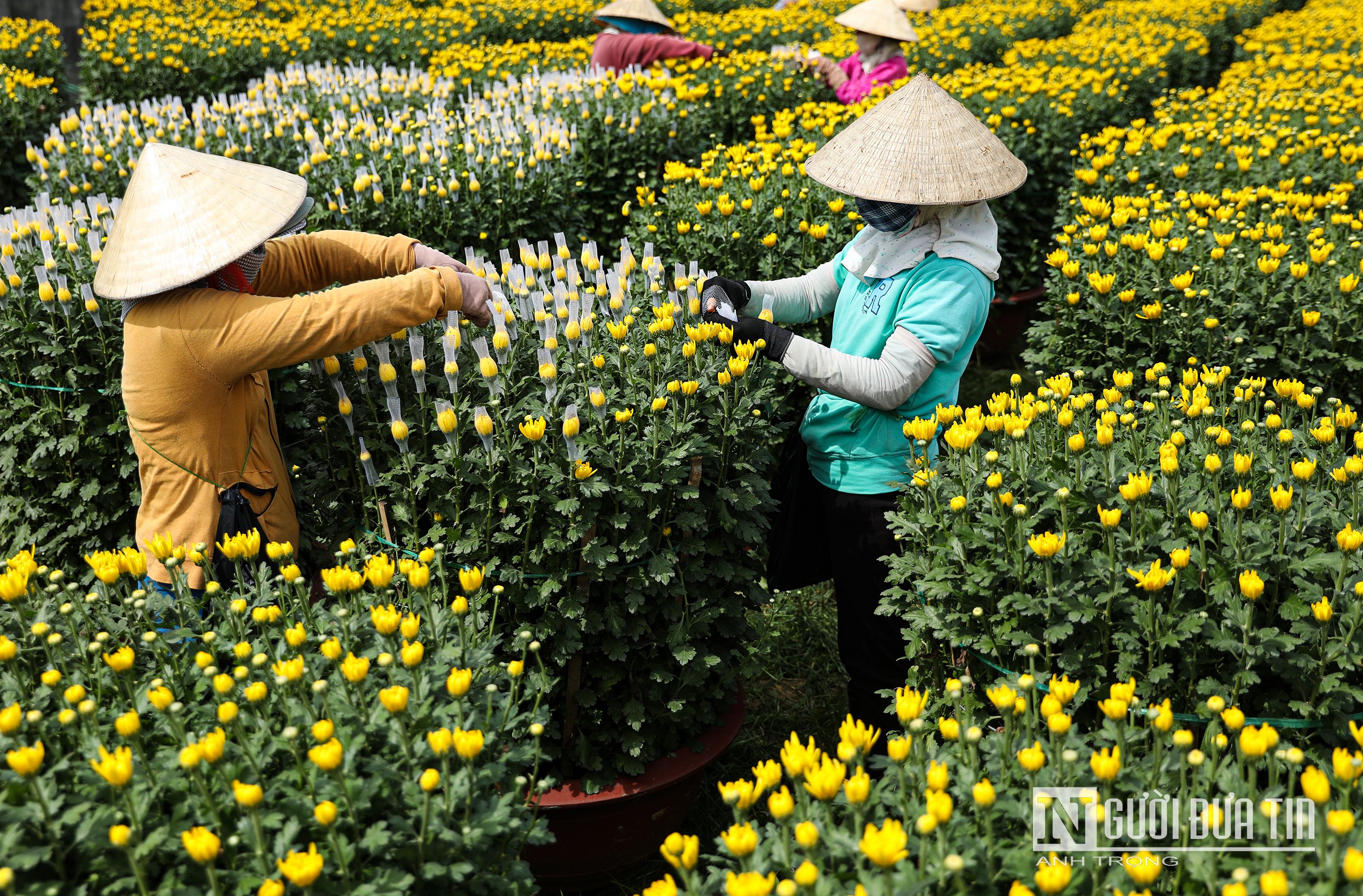 Văn hoá - Sắc xuân vàng rực trên làng hoa Bốt Đỏ ở Đồng Nai (Hình 3).