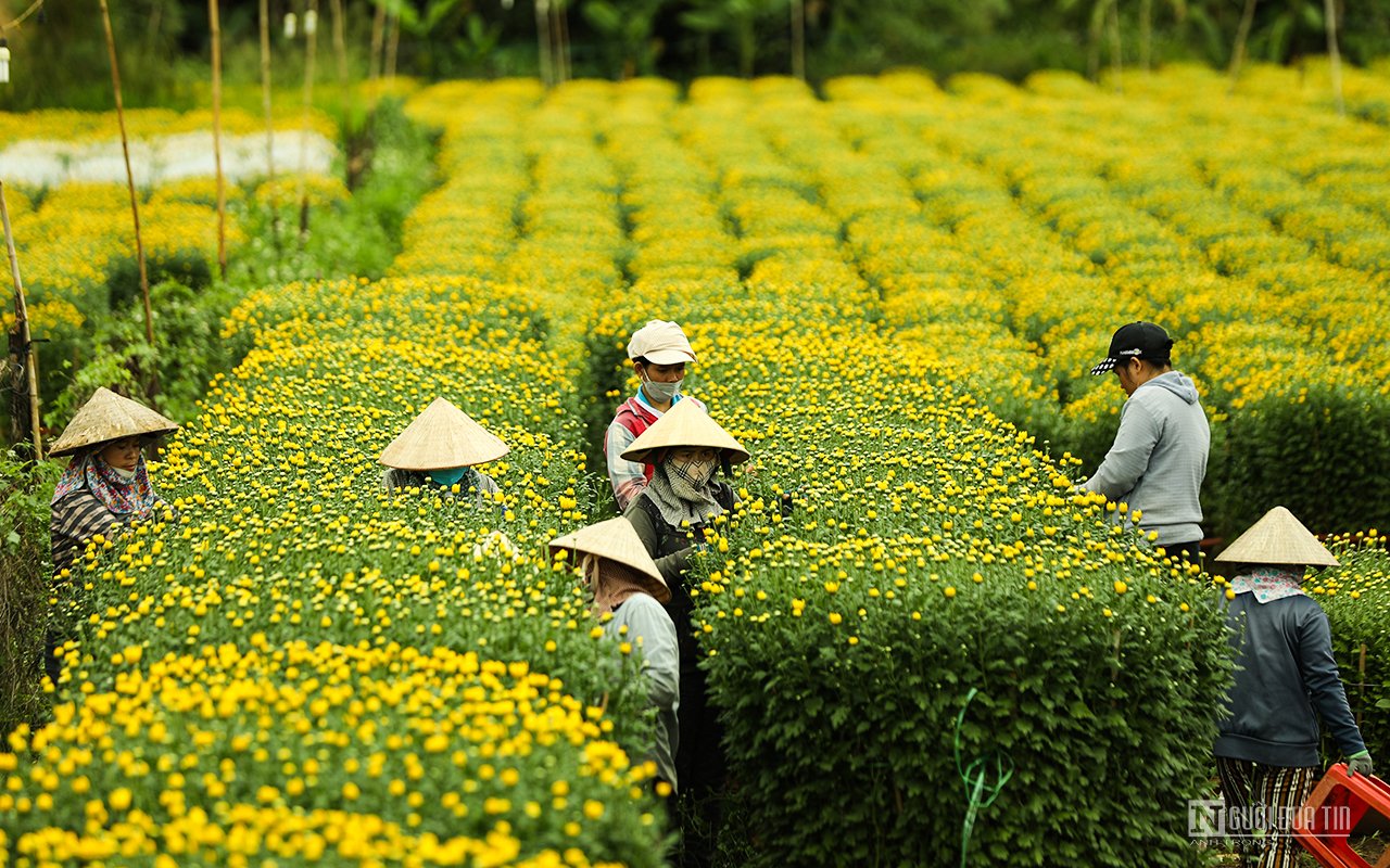 Dân sinh - Làng hoa Bốt Đỏ tấp nập vào Xuân (Hình 4).