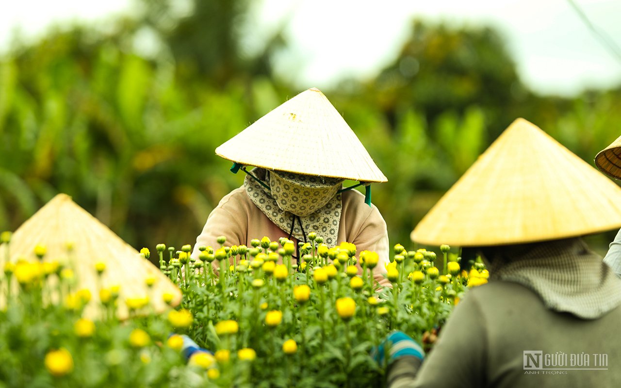 Dân sinh - Làng hoa Bốt Đỏ tấp nập vào Xuân (Hình 10).