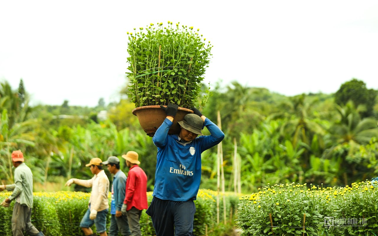 Dân sinh - Làng hoa Bốt Đỏ tấp nập vào Xuân (Hình 9).