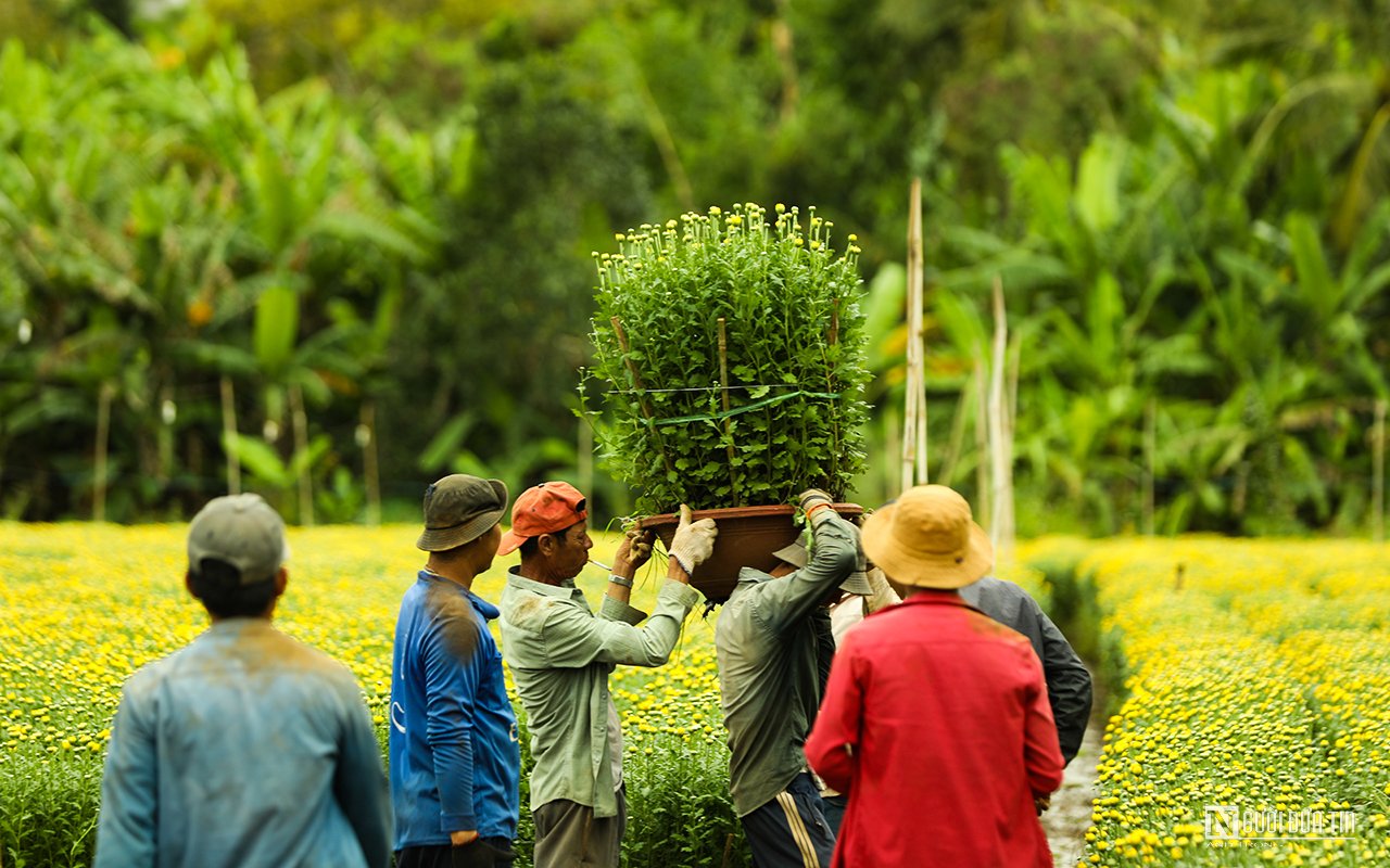 Dân sinh - Làng hoa Bốt Đỏ tấp nập vào Xuân (Hình 8).