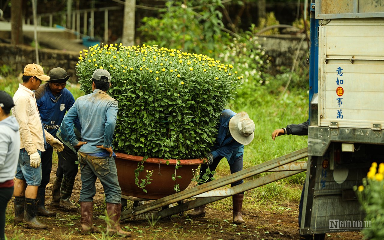 Dân sinh - Làng hoa Bốt Đỏ tấp nập vào Xuân (Hình 3).