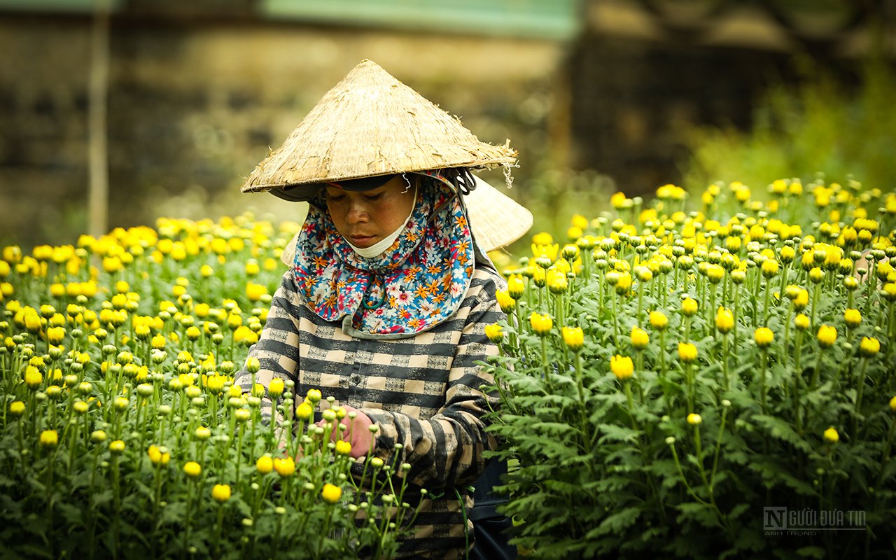 Dân sinh - Làng hoa Bốt Đỏ tấp nập vào Xuân