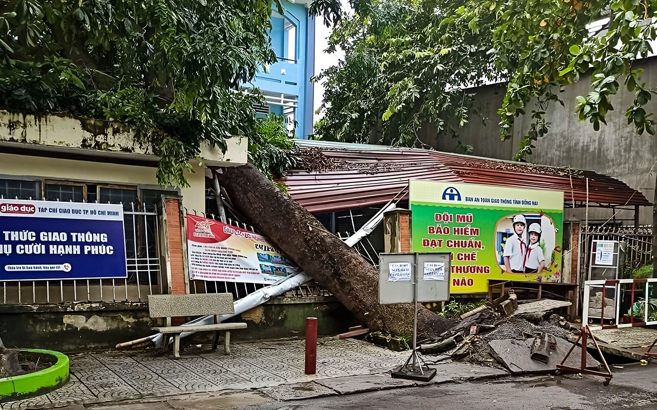 Dân sinh - Đồng Nai: Cây xanh bật gốc đè lên phòng bảo vệ trường học