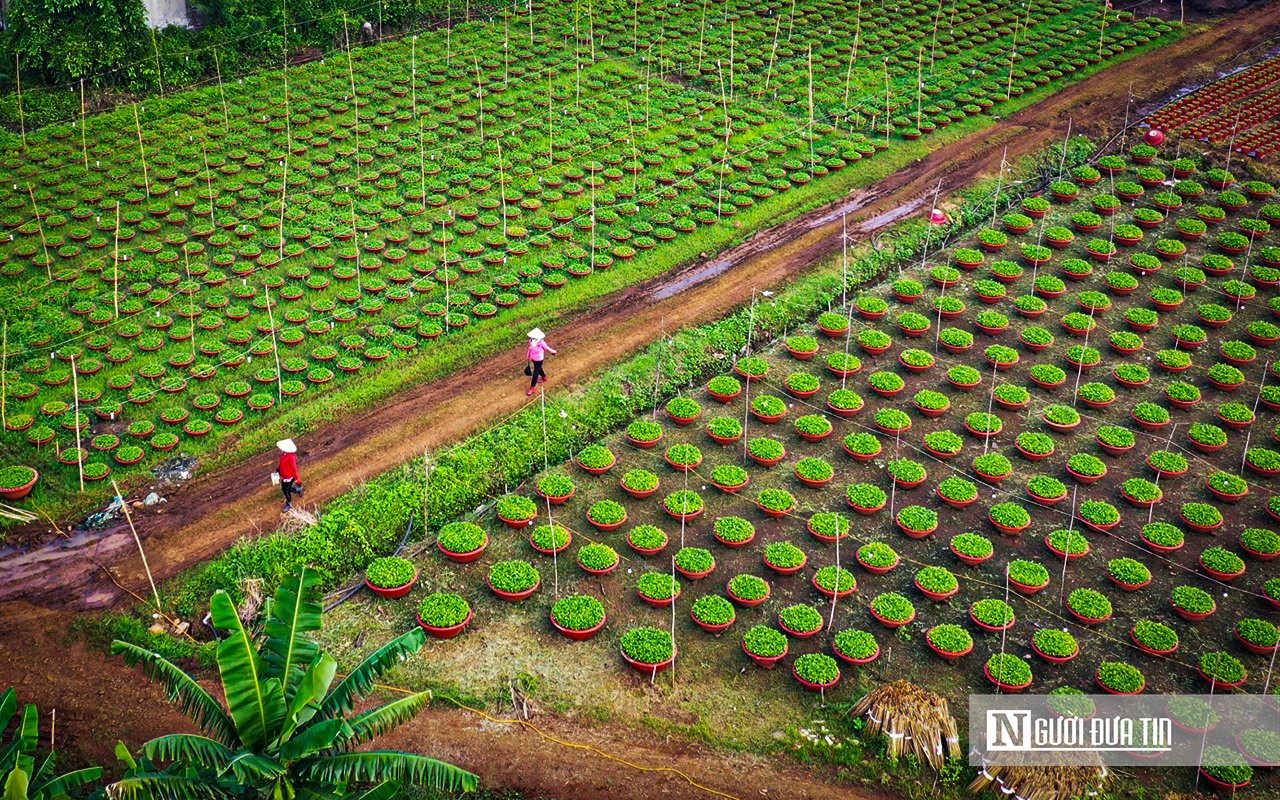 Dân sinh - Trên cánh đồng hoa ở Đồng Nai những ngày giáp Tết (Hình 6).