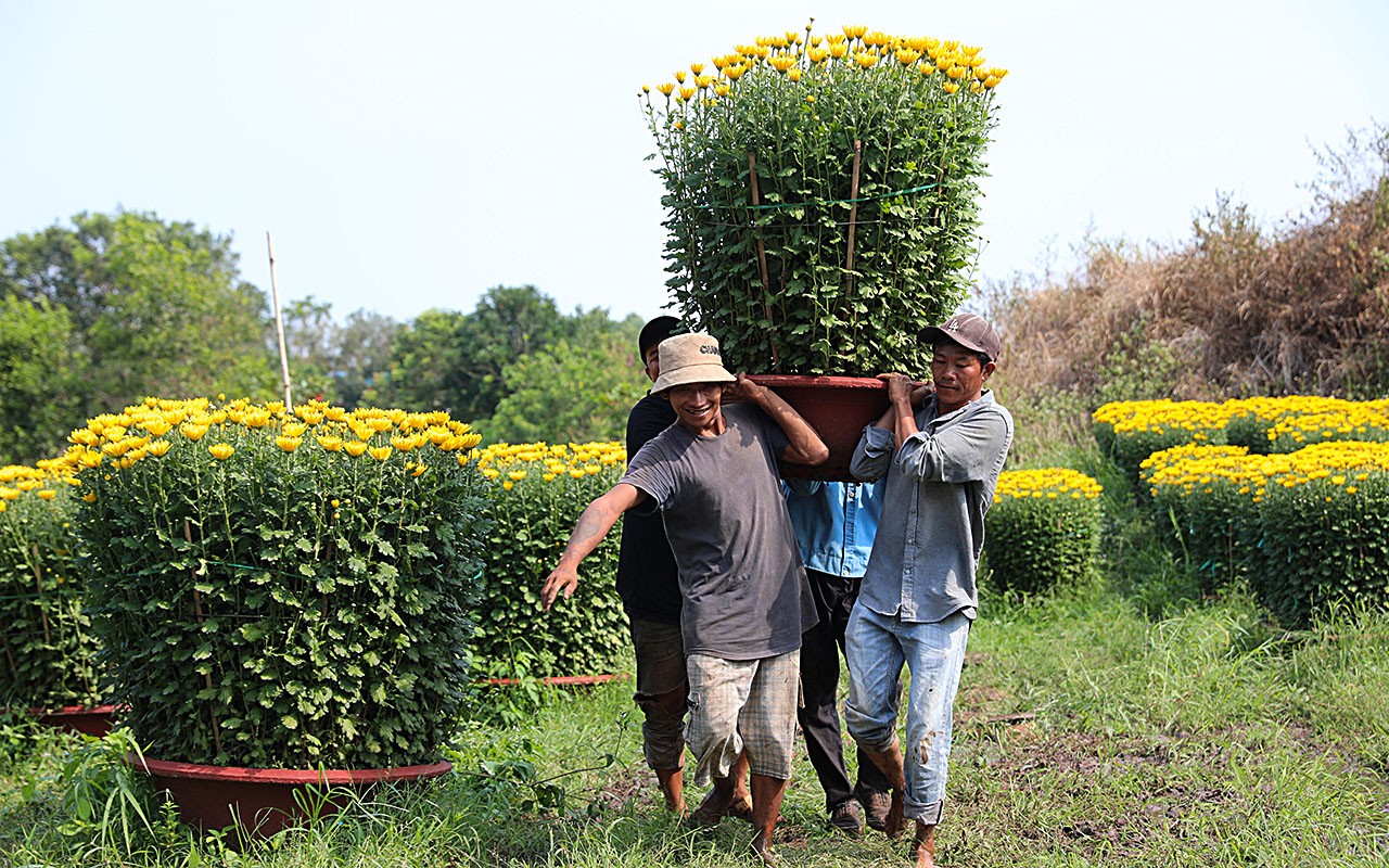 Dân sinh - Làng hoa lớn nhất Đồng Nai vào vụ Tết  (Hình 19).