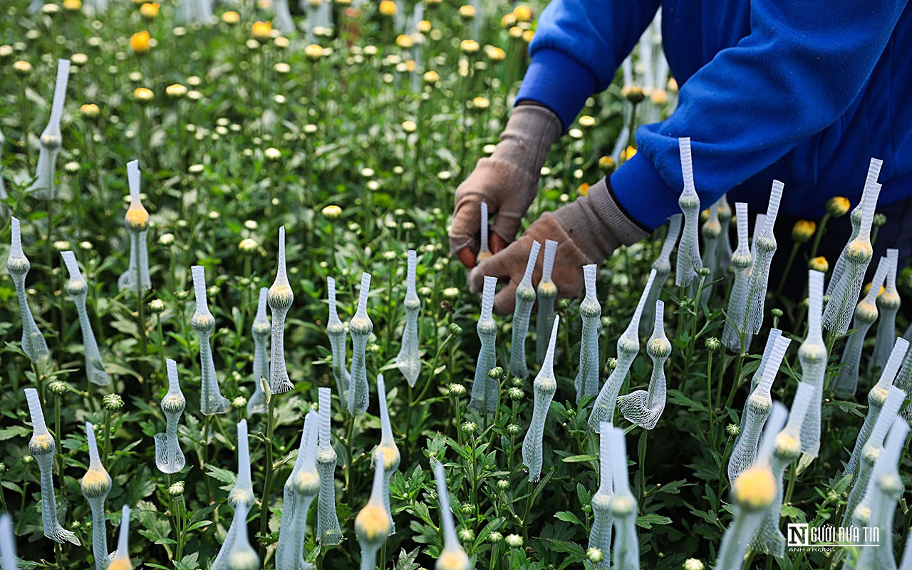 Dân sinh - Làng hoa lớn nhất Đồng Nai vào vụ Tết  (Hình 6).