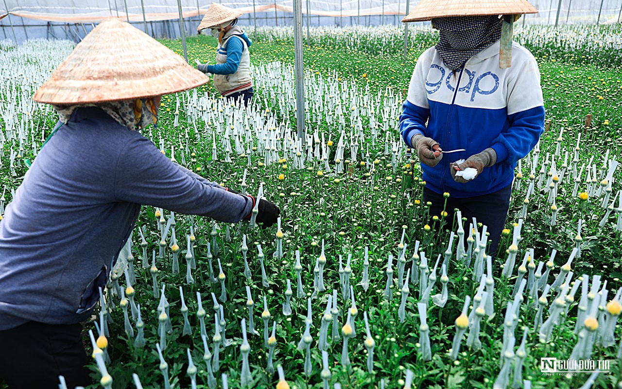 Dân sinh - Làng hoa lớn nhất Đồng Nai vào vụ Tết  (Hình 4).