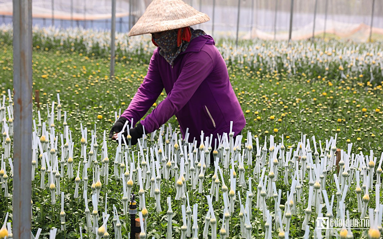 Dân sinh - Làng hoa lớn nhất Đồng Nai vào vụ Tết  (Hình 3).