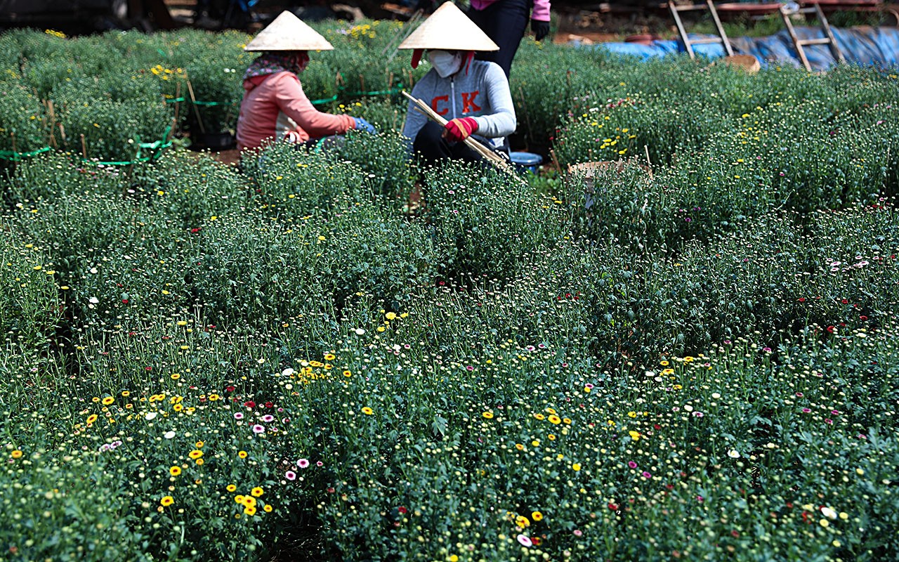 Dân sinh - Làng hoa lớn nhất Đồng Nai vào vụ Tết  (Hình 2).