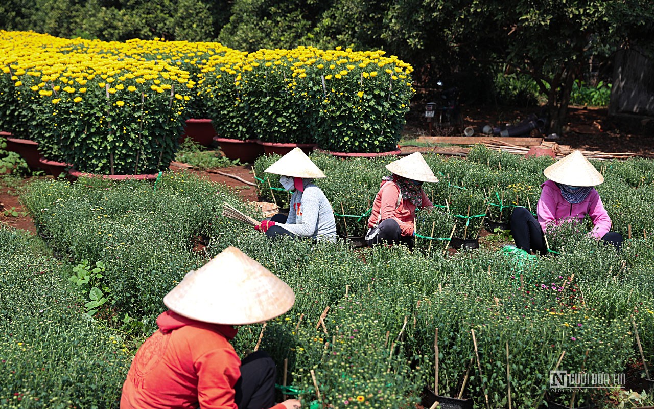 Dân sinh - Làng hoa lớn nhất Đồng Nai vào vụ Tết 