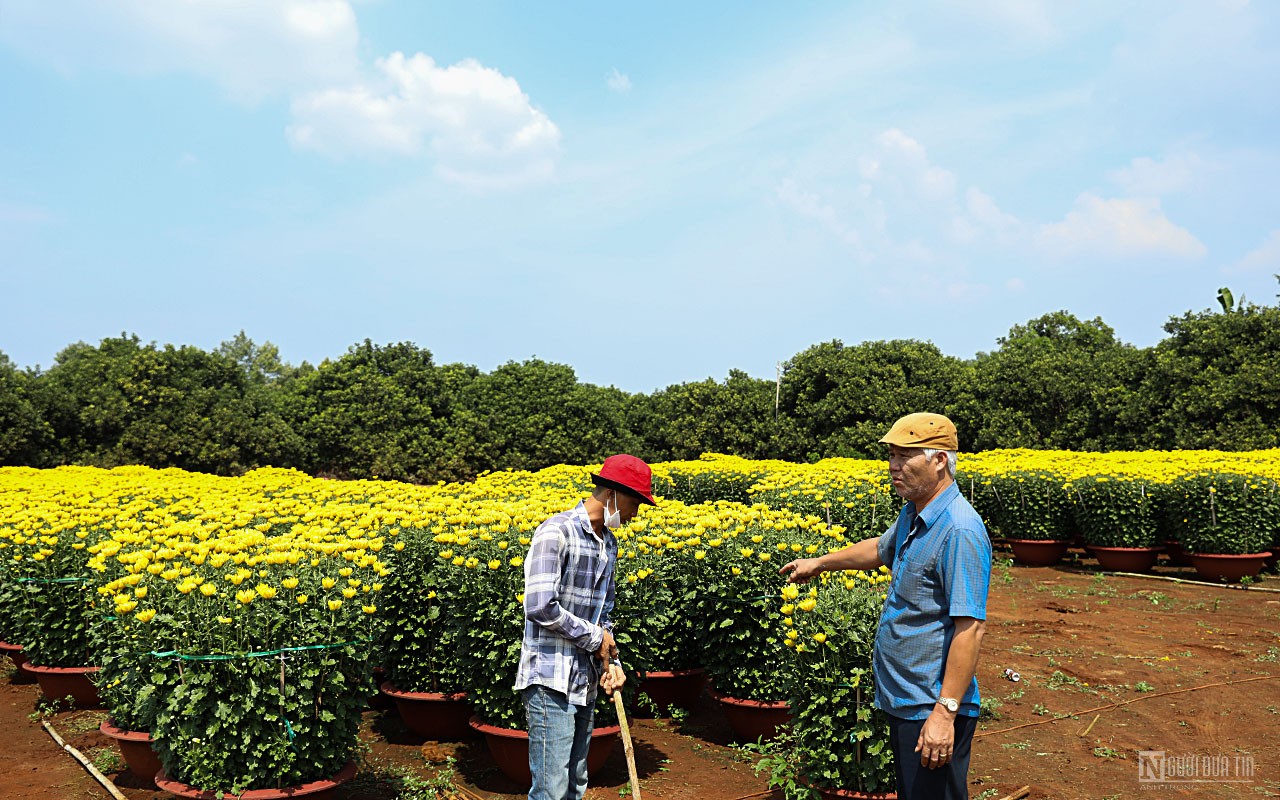 Dân sinh - Làng hoa lớn nhất Đồng Nai vào vụ Tết  (Hình 18).