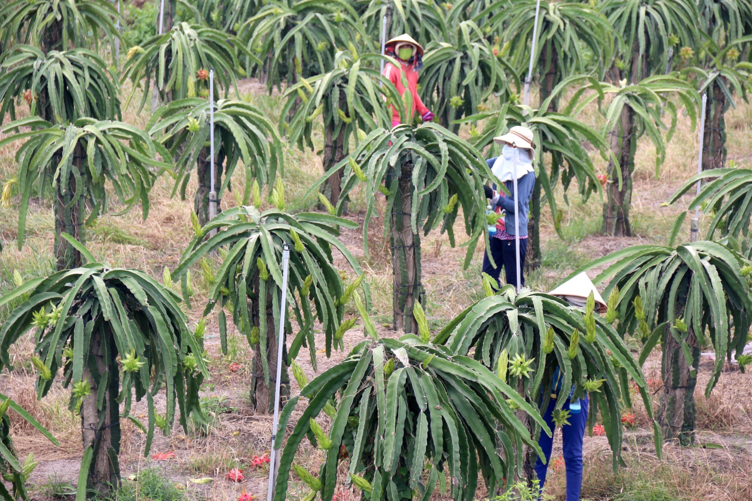 Tiêu dùng & Dư luận - Tiêu thụ thanh long khó khăn, nhà vườn, doanh nghiệp như 'ngồi trên đống lửa' (Hình 2).