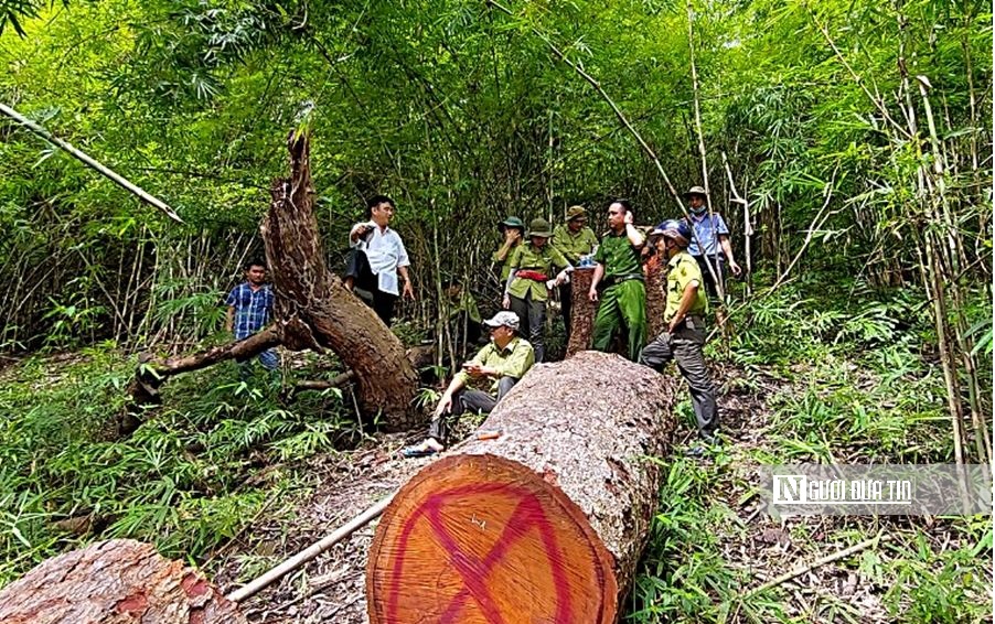 An ninh - Hình sự - Bình Thuận: Nhóm cán bộ bảo vệ rừng có dấu hiệu liên quan vụ cây cổ thụ bị triệt hạ ở núi Ông.