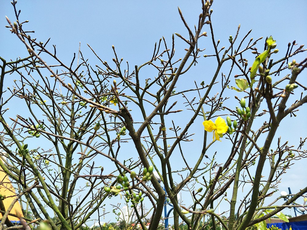 Theo anh Phong, gia đình rất quý cây mai này, nó được chăm sóc một cách đặc biệt. 