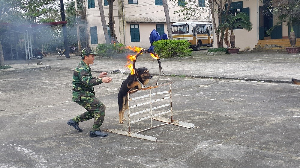 Xã hội - Chuyện về vũ khí 'sống' của Bộ đội Biên phòng