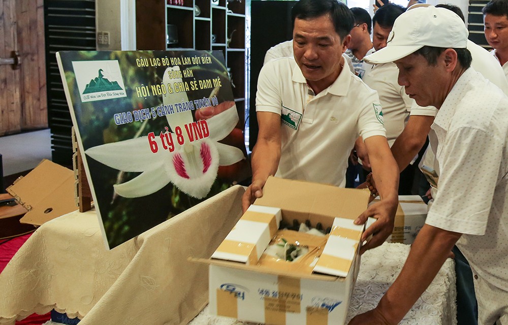 Tiêu dùng & Dư luận - Bán cây lan giá 6,8 tỷ đồng: Nghệ nhân không phải nộp thuế? 