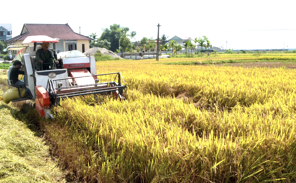 Chính sách - Quảng Nam đề xuất chuyển 362ha đất trồng lúa, đất rừng làm dự án