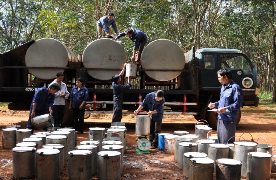 Hồ sơ doanh nghiệp - Công ty CP Cao su Đắk Lắk nợ thuế, người lao động, phúc lợi 162 tỷ