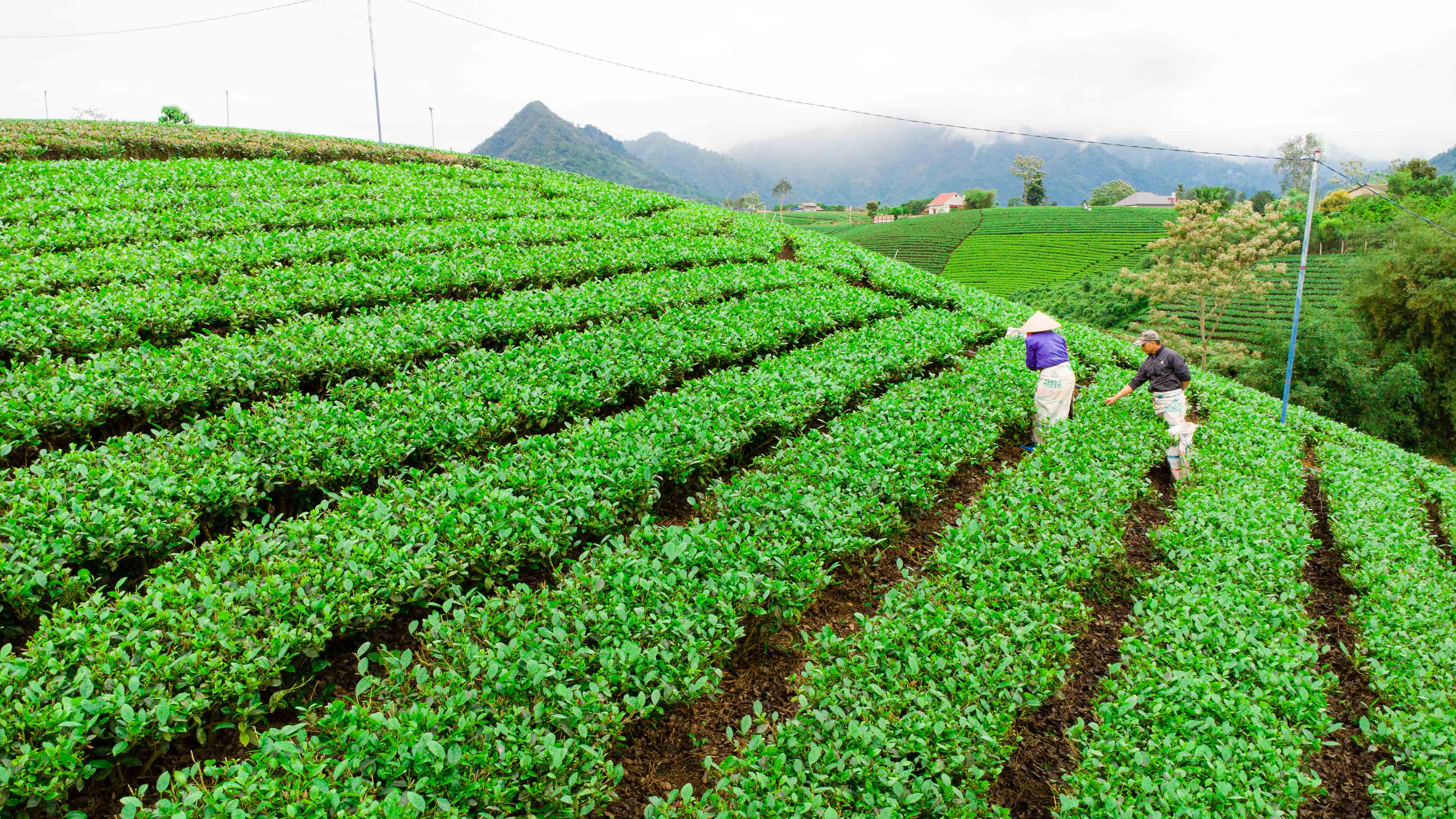 Chính sách - Đem “văn hoá trà” trở thành biểu tượng du lịch Thái Nguyên (Hình 2).